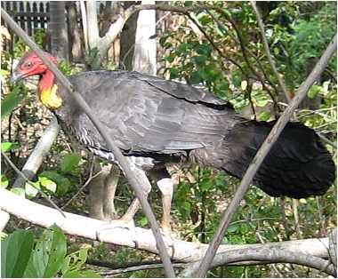 scrub turkey