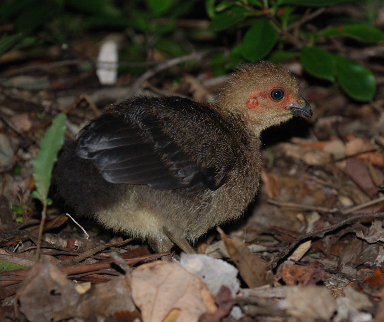 brush turkey chick - january 2009