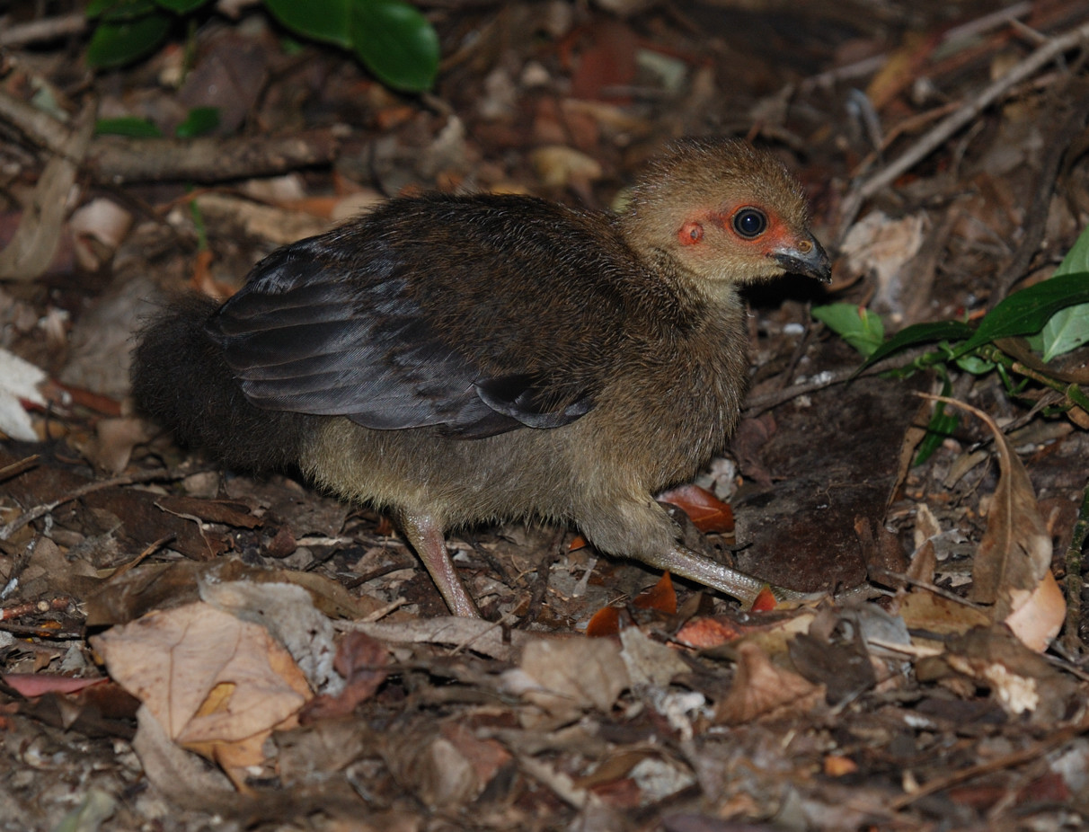 brush turkey chick - january 2009