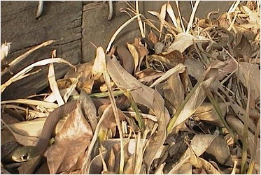 whip snake
