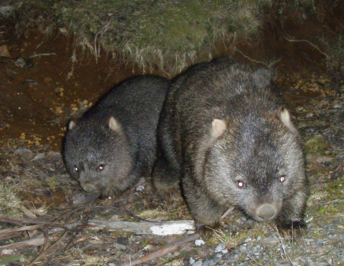 mother with baby wombat (tasmania) - september 2008